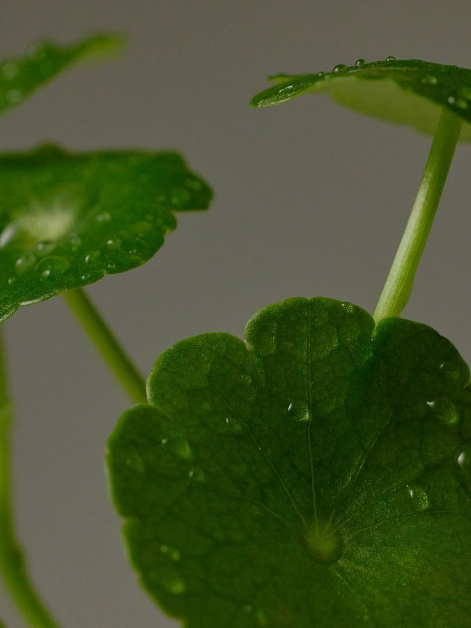 Centella Asiática — activo de Purito